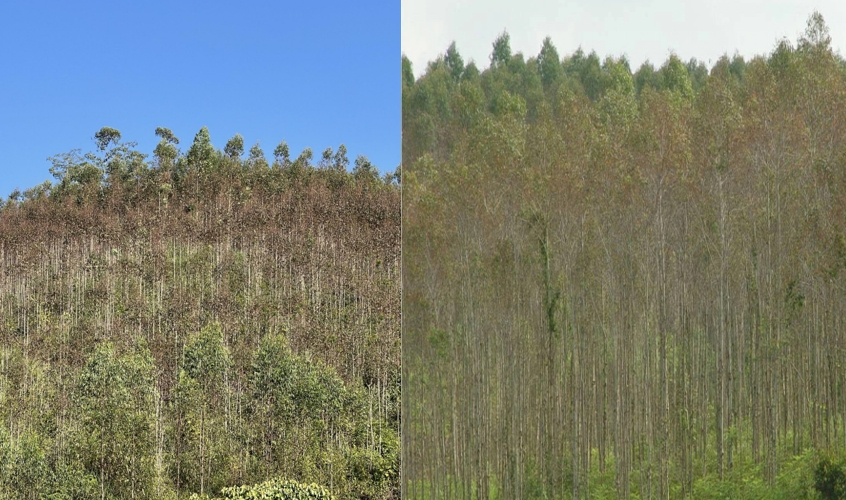 桉树病害高发季，种植户需要密切留意