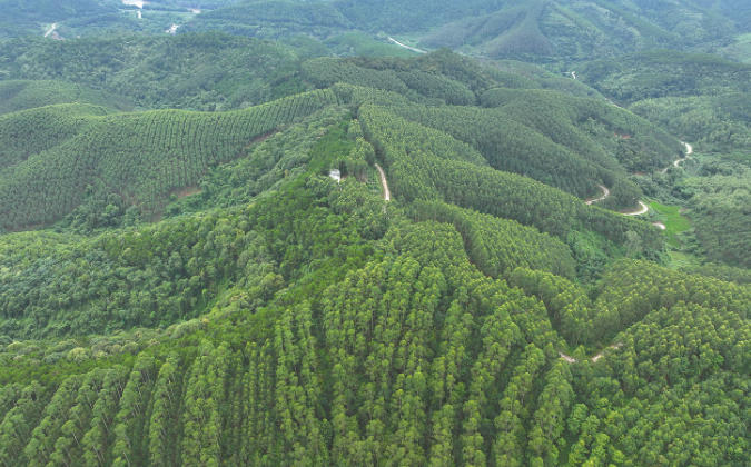 桉树生态营林 鱼和熊掌兼得